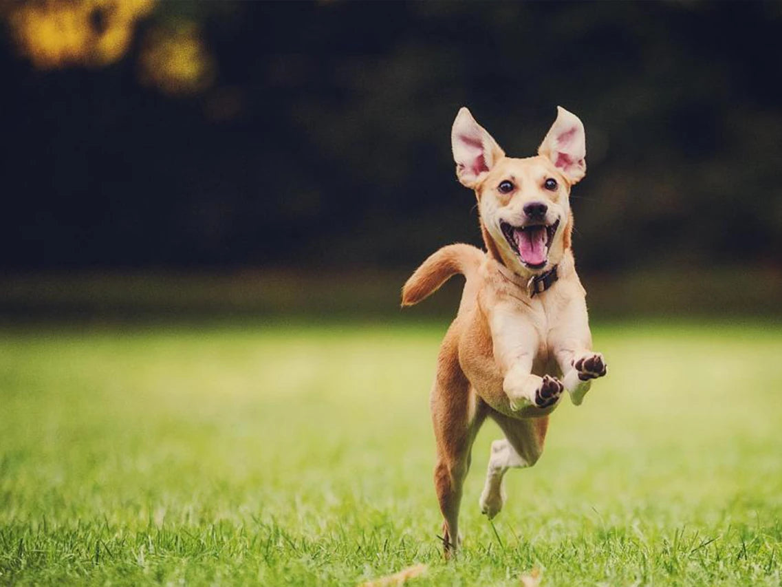 Even Dogs Love a Happy Charge